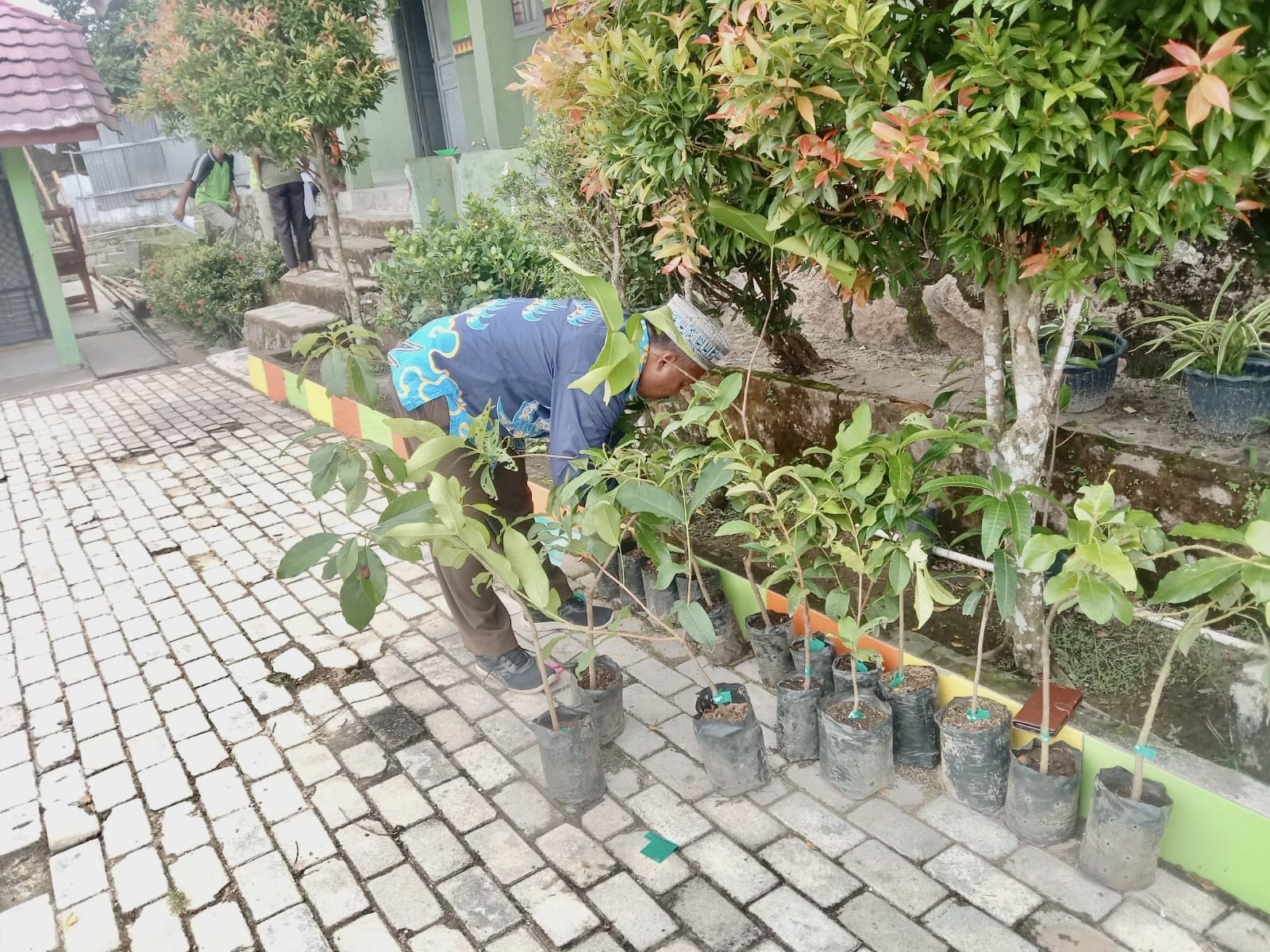 Guru MTsN 2 Way Kanan Sumbangkan Bibit Pohon Buah untuk Madrasah Hijau dan Adiwiyata