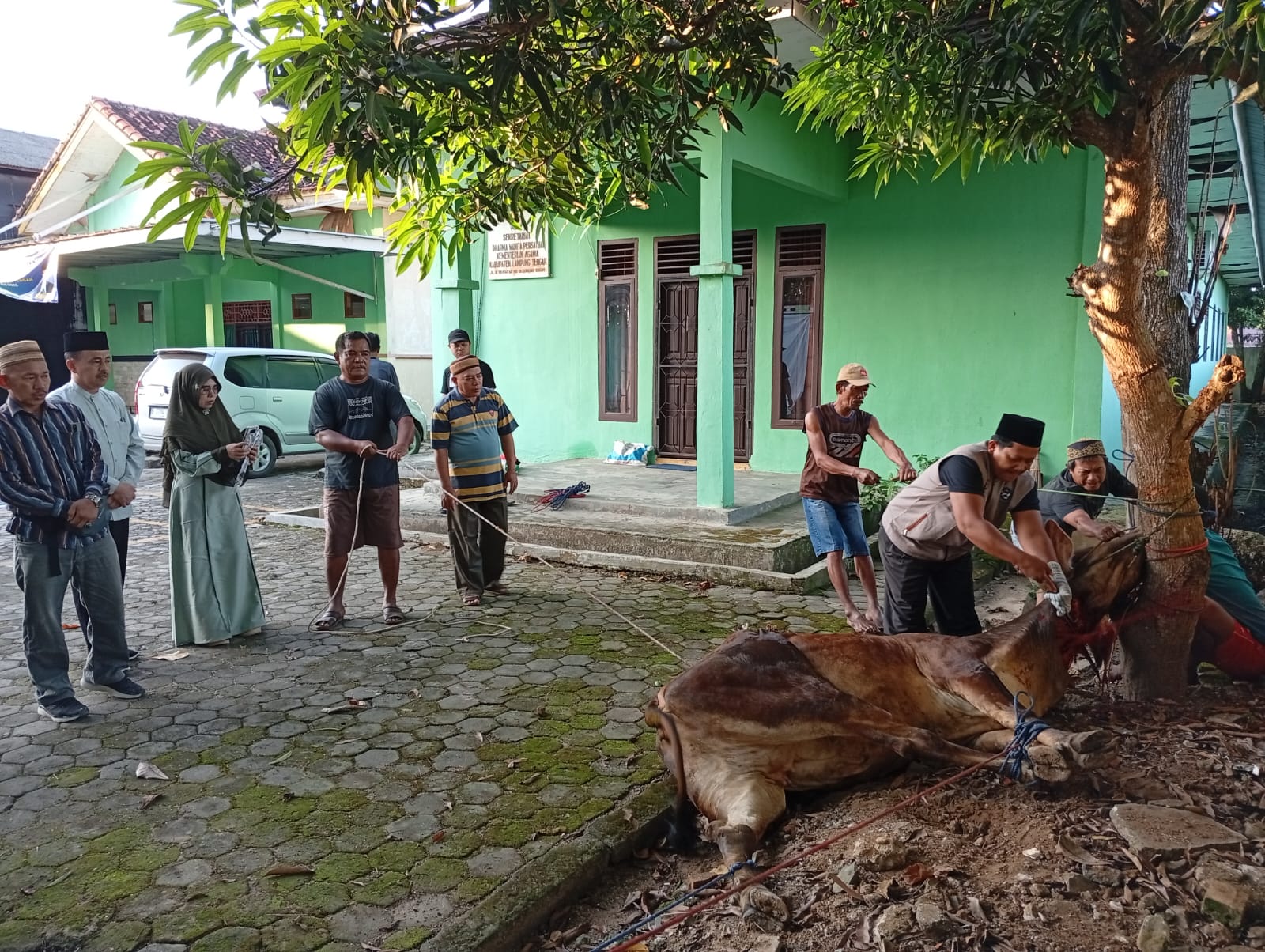 Kurban 5 Sapi, Kemenag Lamteng Tebar Makna dan Berkah