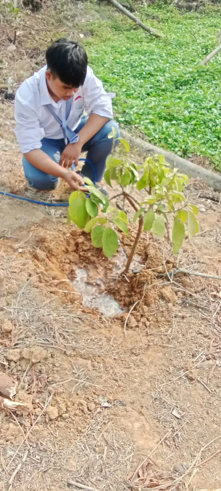 Dukung Penghijauan dan Buat Sekolah Asri, Fikri Siswa MAN 1 Mesuji Tanam Pohon Buah